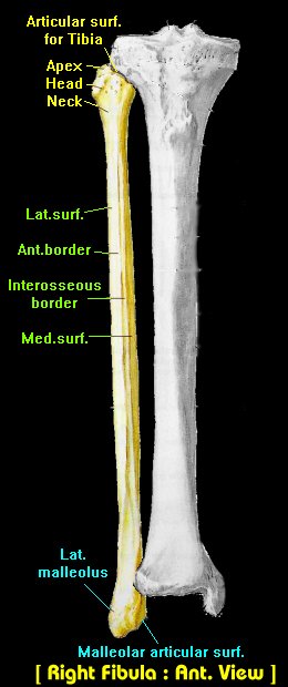 Fibula