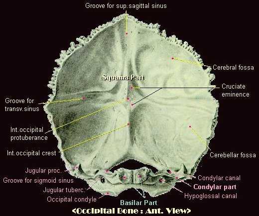 Richards World The Human Anatomy The Occipital Bone 9045