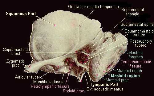 Temporal bone